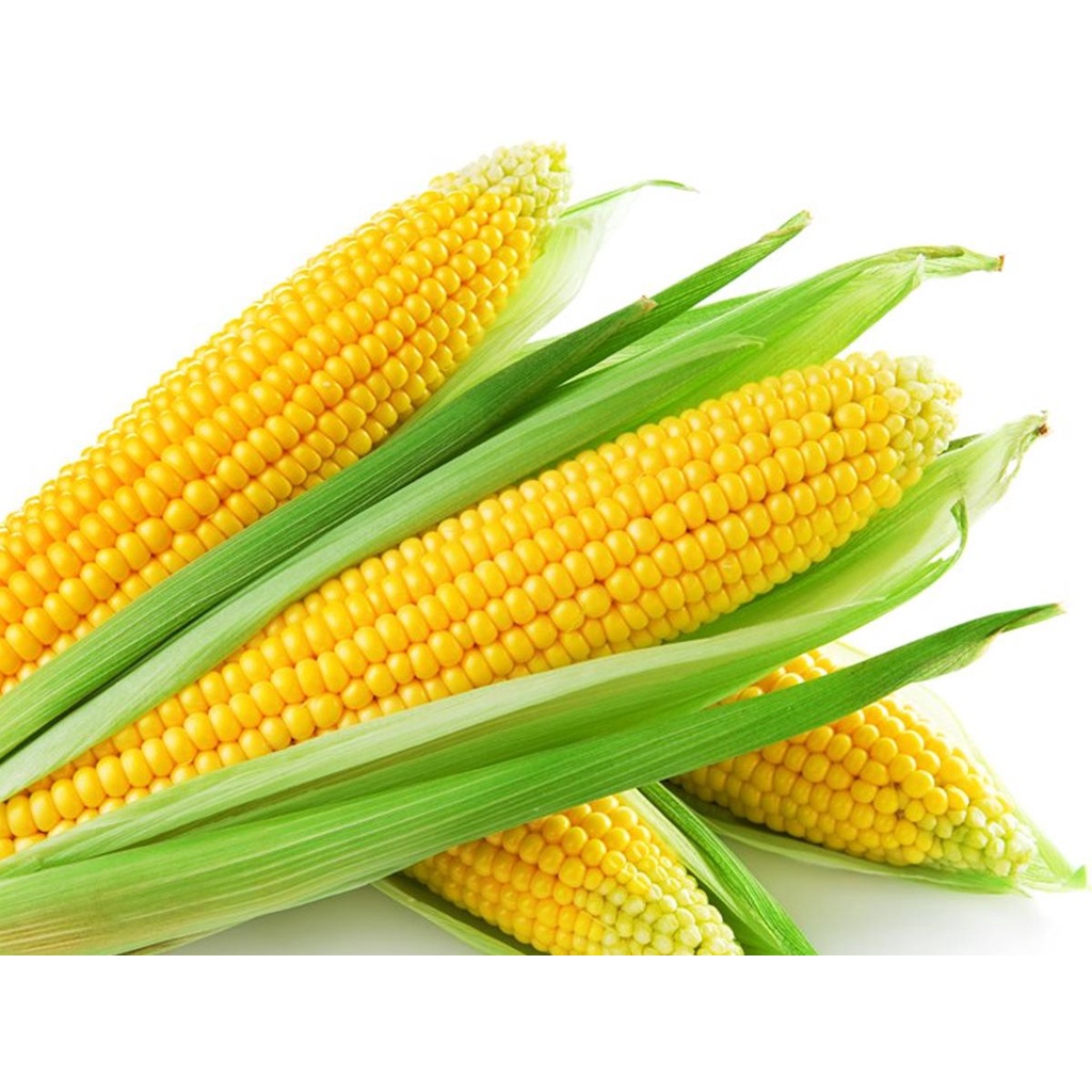 

JAGUNG MANIS SAYURAN JANGUNG MANIS JAGUNG FRESH ALAMI 1 kg