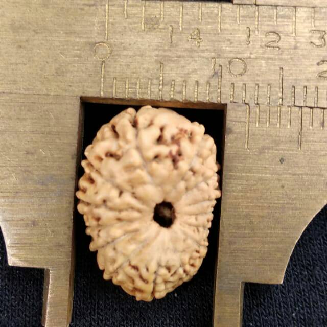 Rudraksha jenitri mukhi 14 P16mm x L12mm