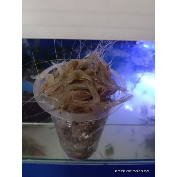

Udang Sungai Hidup Tangkapan Alam Segar Tahan Lama