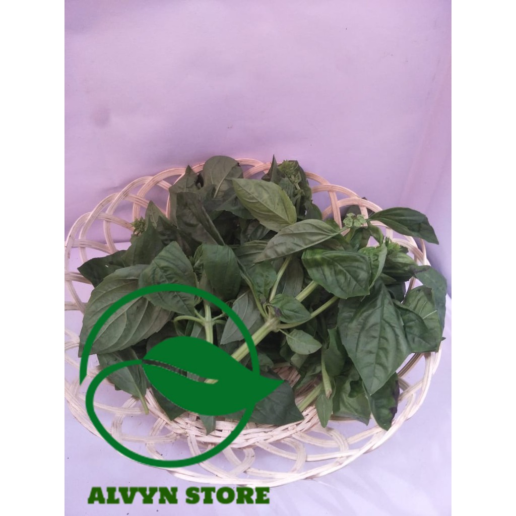 

DAUN BASIL
