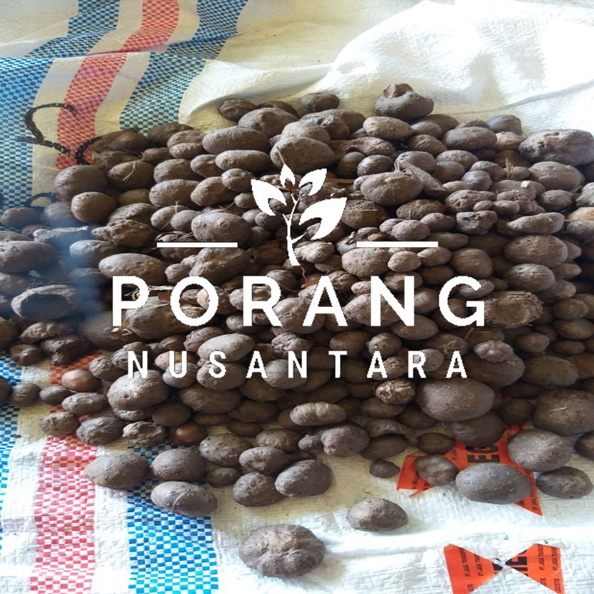 Bibit Umbi Porang