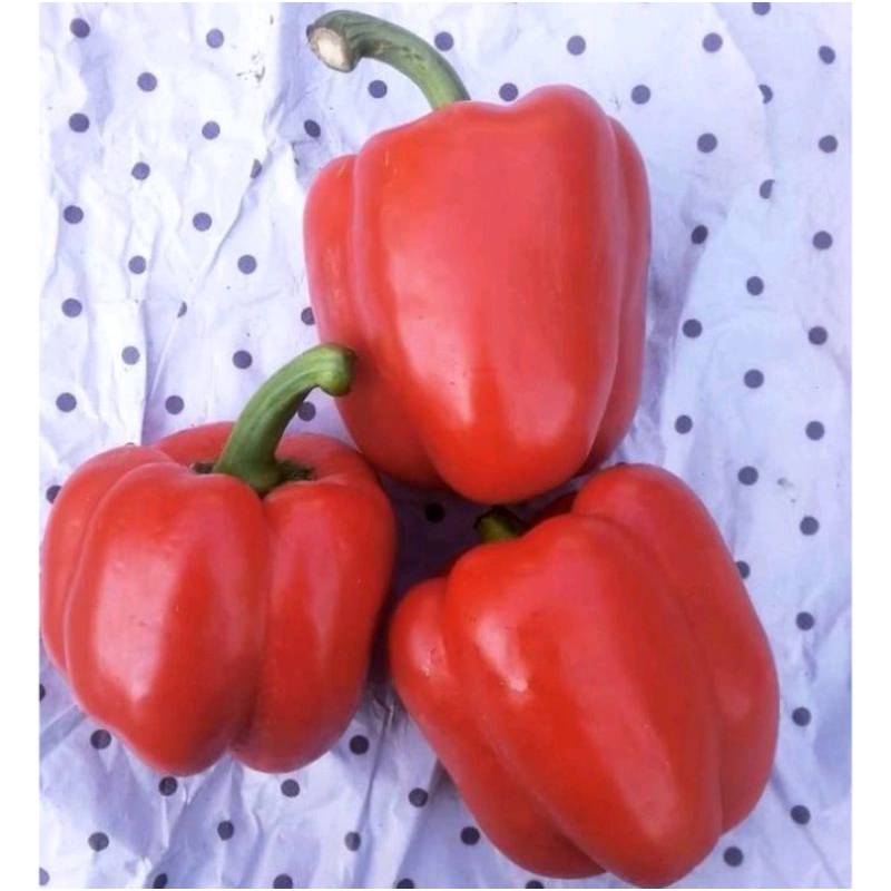 

PAPRIKA MERAH 1 buah