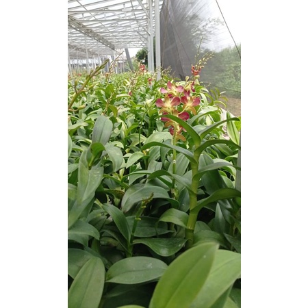 dendrobium bertachong premium berbunga