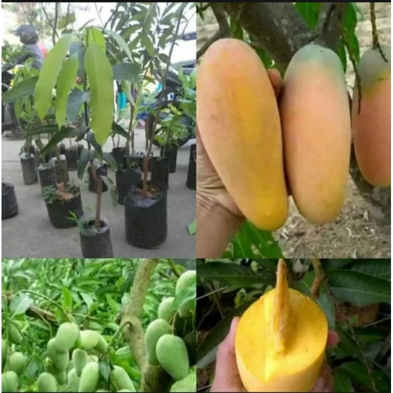 bibit pohon mangga chokanan/okulasi