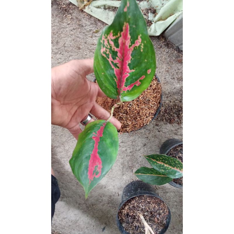 aglonema kochin cameleon daun dua