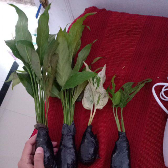 Tanaman Hias Peace Lily Sepatu Phylum Pohon Sepatu Pilem