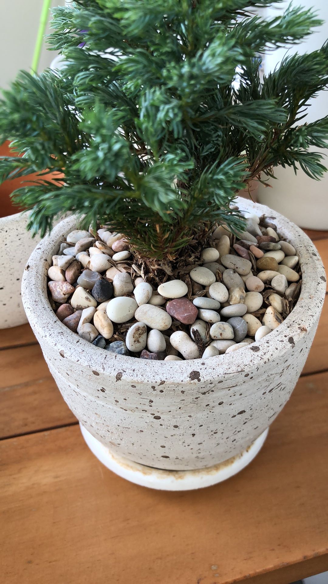 Pot Putih Corak, Pot Hitam Corak, Pot Motif, Pot Bintik, Pot Putih Dan Hitam, Pot Gerabah