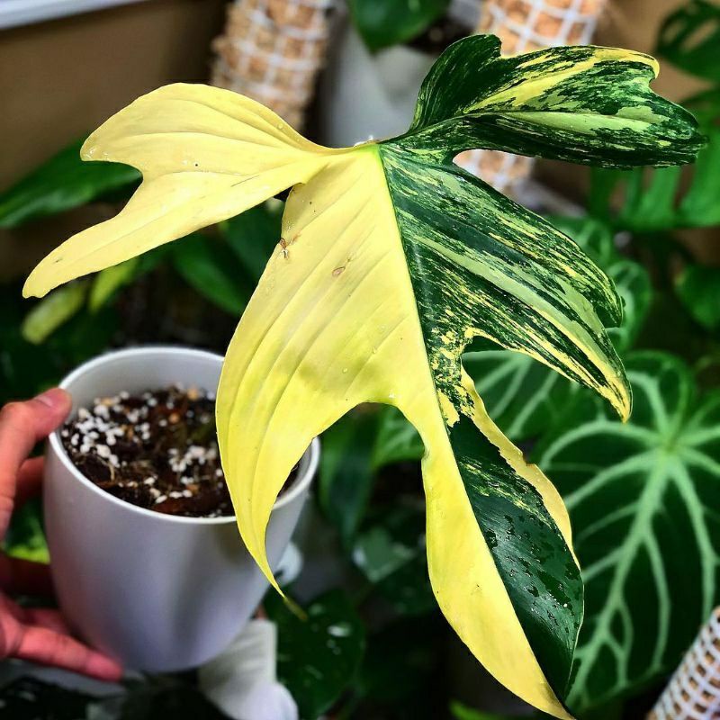 bonggol philodendron Florida varigata