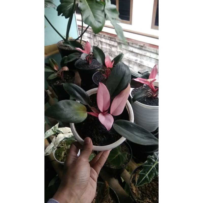 TANAMAN HIAS BIBIT"PHILODENDRON PINK CONGO#