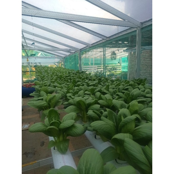 Nutrisi AB MIX ABMIX Sayur Daun dan Sayur Buah 250 ml Cair Siap Pakai
