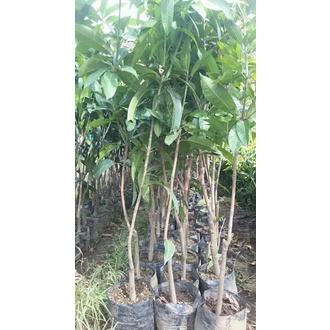 LAGI VIRAALL Tanaman bibit buah Mangga Mahatir TOP MARKOTOP