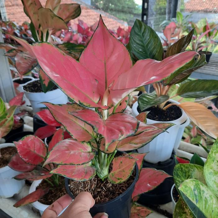 aglonema pink katrina