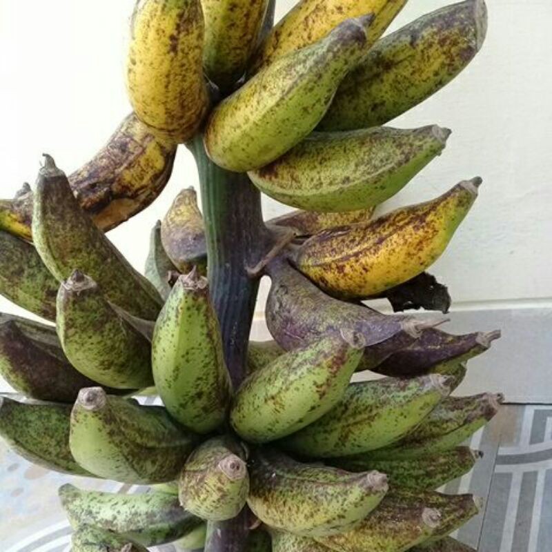 

pisang susu matang di pohon 1 kg