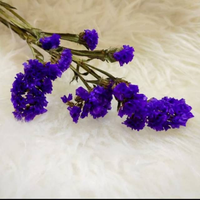 Statice Dried Flower / Bunga Kering