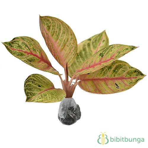 Tanaman Aglaonema Moonlight - BB Plant