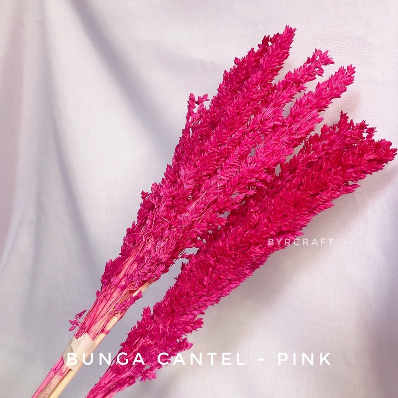 Bunga Kering Cantel Warna Pink