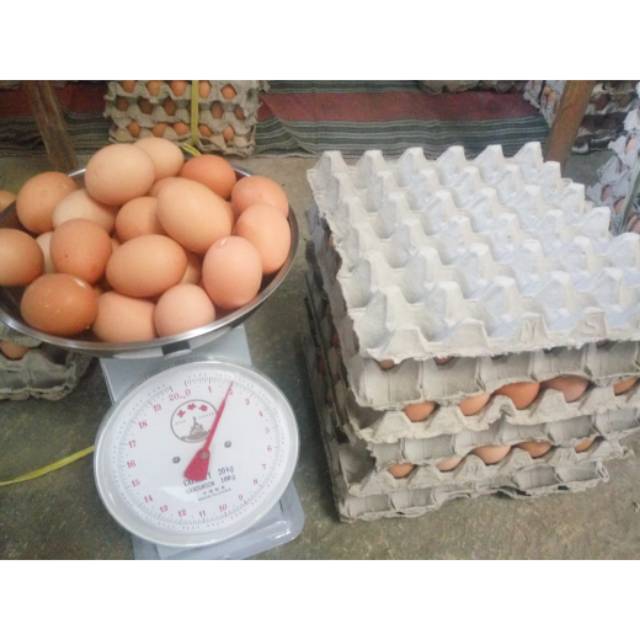 

Telur Ayam Negeri Curah