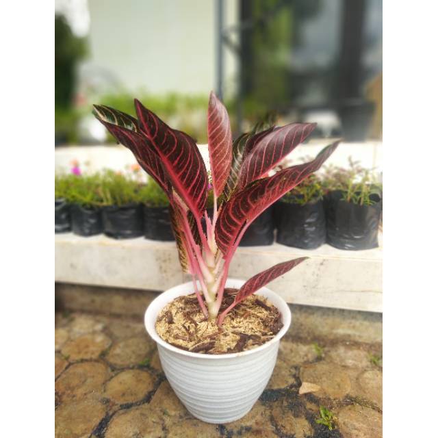 Aglaonema / Aglonema Pride of Sumatera / Red Sumatera