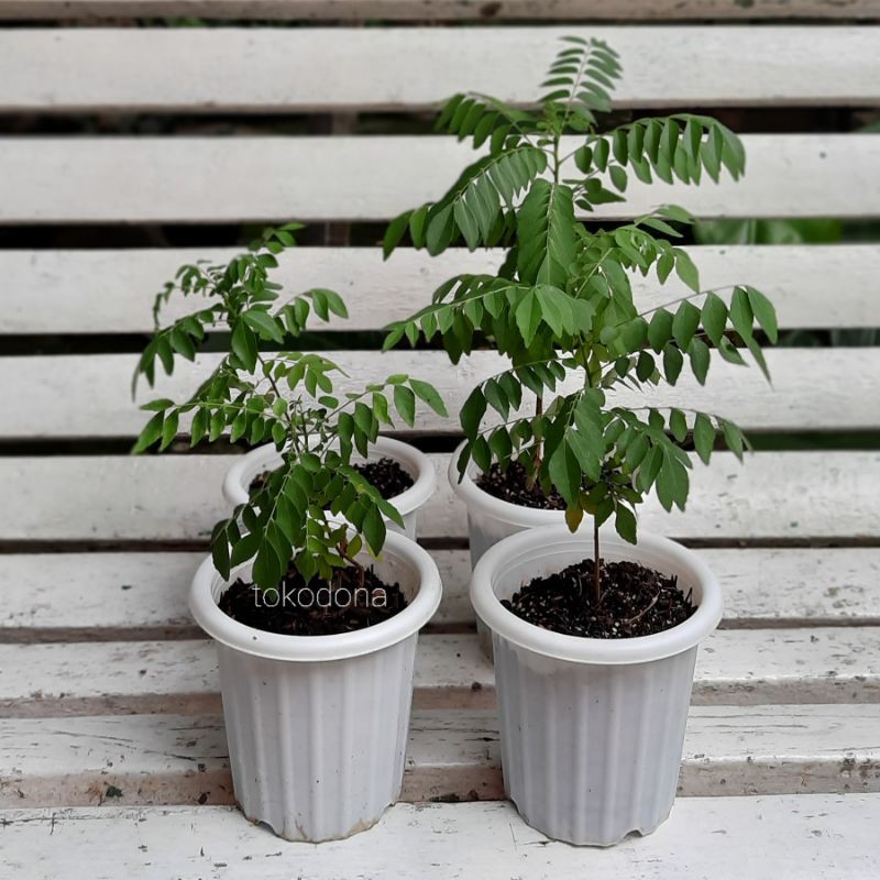 pohon kari salam koja