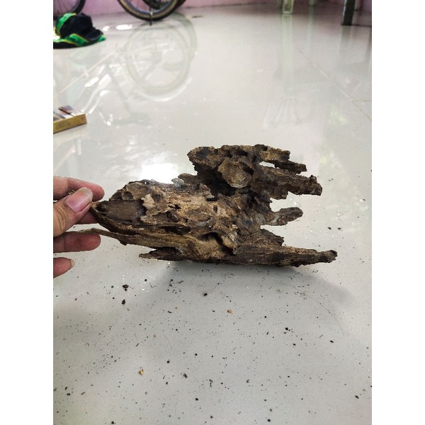 kayu rentek aquascape size L