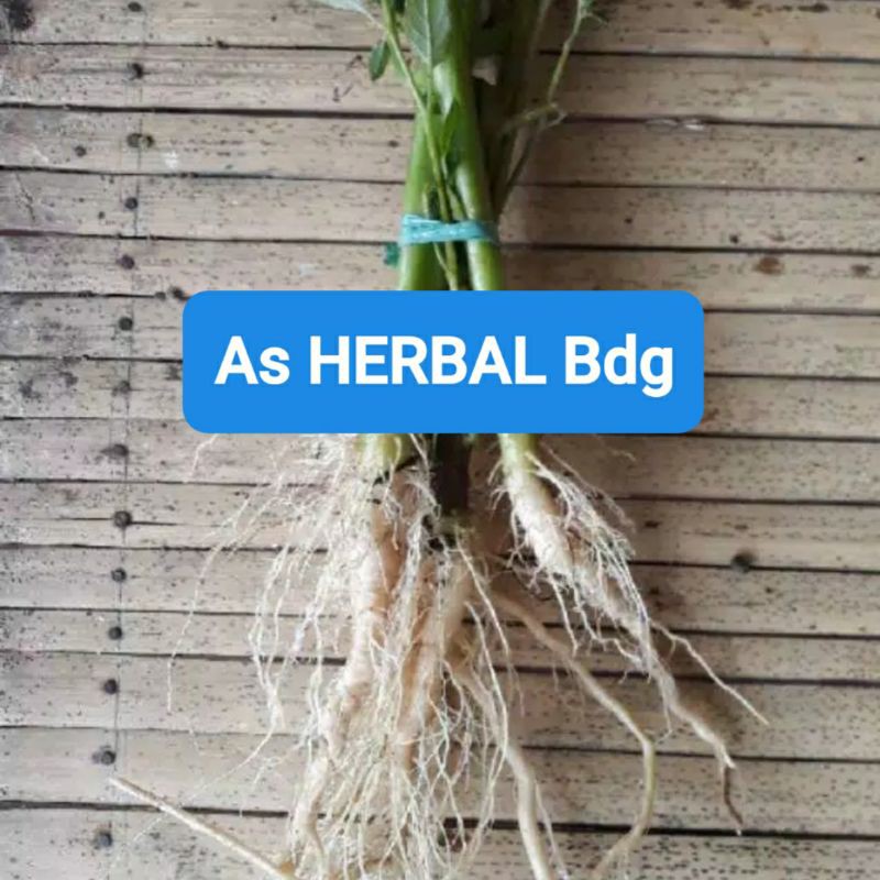 

Akar Ciplukan atau Cecenet Segar 300 gram-az