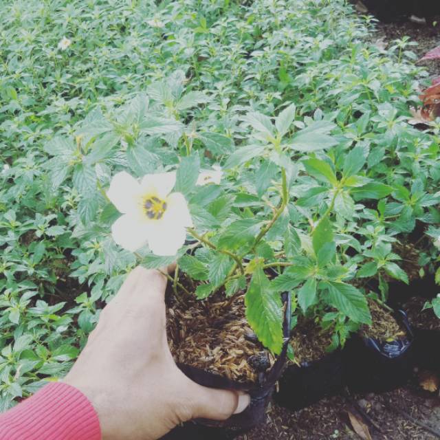 lidah kucing turnera - tanaman turnera bunga putih - bunga jam 8