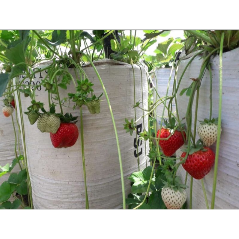 Induk Strawberry Sagahonoka Berbuah