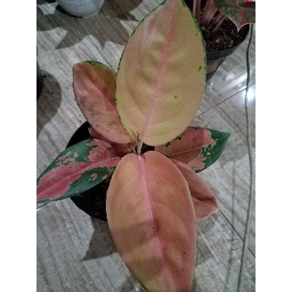 Tanaman Aglonema kochin brown