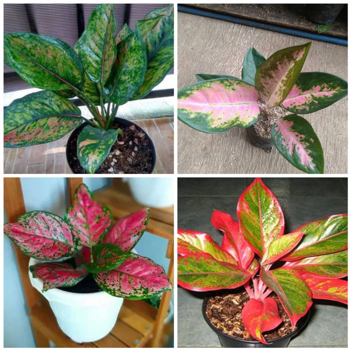 Promo Paket 4 Tanaman Hias Aglonema - Paket Aglonema Murah