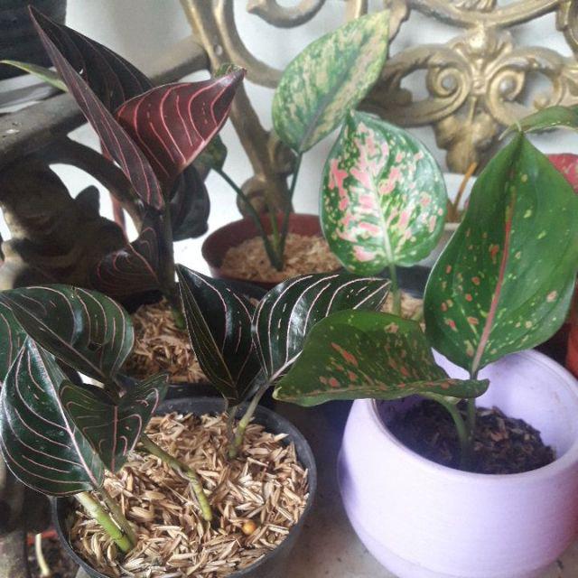 Tanaman Hias Aglonema Venus