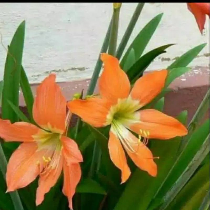 bakung amarilis bunga kuning