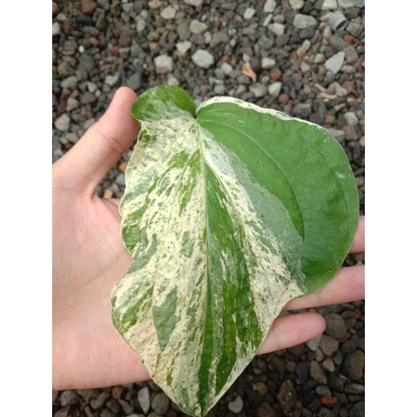 amydrium zippelianum