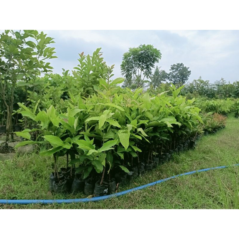 ( Packing kotak kayu ) Bibit Jambu Air Mutiara Hitam | Bibit Jambu Mutiara Hitam