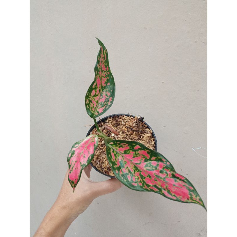 aglonema ruby batik aglaonema rubi 3 daun