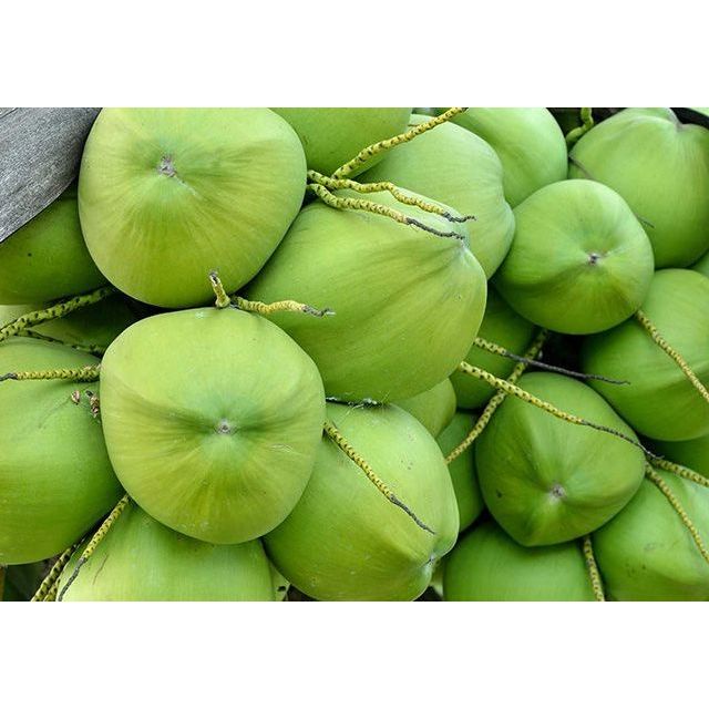 

TRADISIONALMINUMAN- AIR KELAPA MUDA IJO HIJAU FRESH ASLI MINUMAN COCONUT GRAB/GOJEK ONLY - AIR