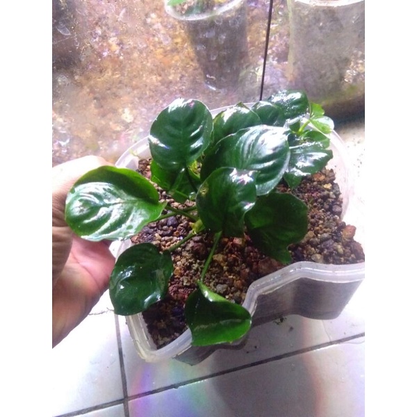 anubias roundleaf / anubias coin mp (indukan)