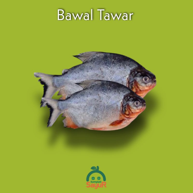 Ikan Bawal Tawar Hidup Segar