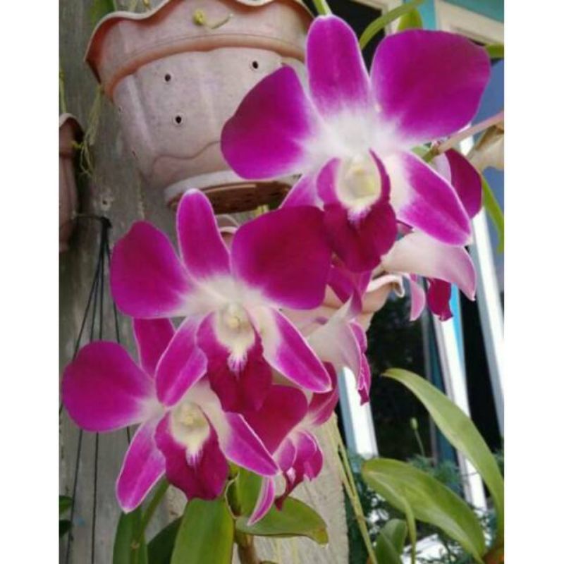 Anggrek Dendrobium Sonia Earsakul