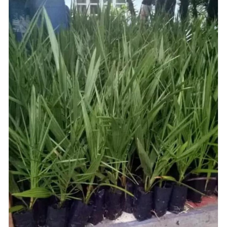 JUAL 5 BIBIT KURMA AJWA 2 JANTAN 3 BETINA UNGGUL BIBIT / BENIH / BIJI #_#