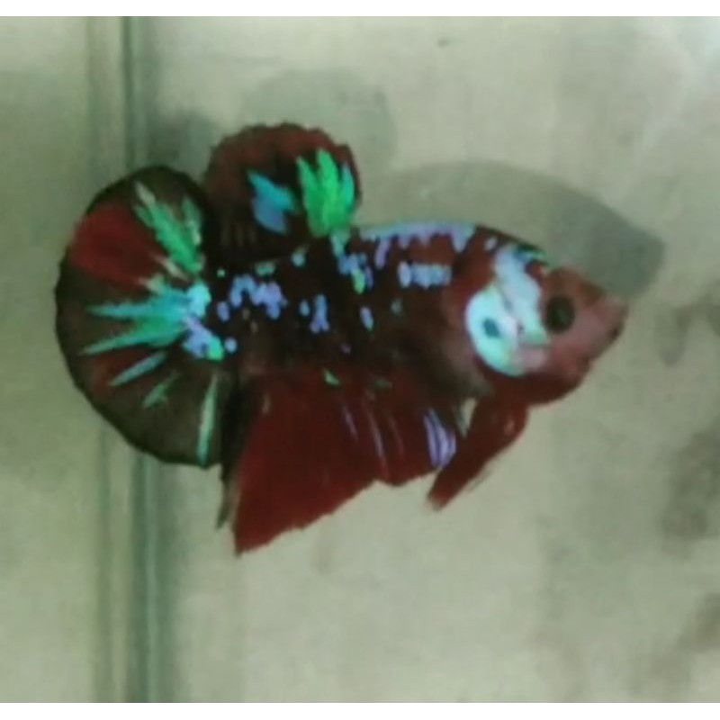 

ikan cupang multicolour galaxy top grade murah real pict