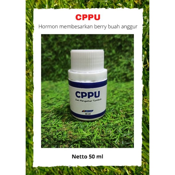 CPPU Zat Pengatur Tumbuh (buah anggur)