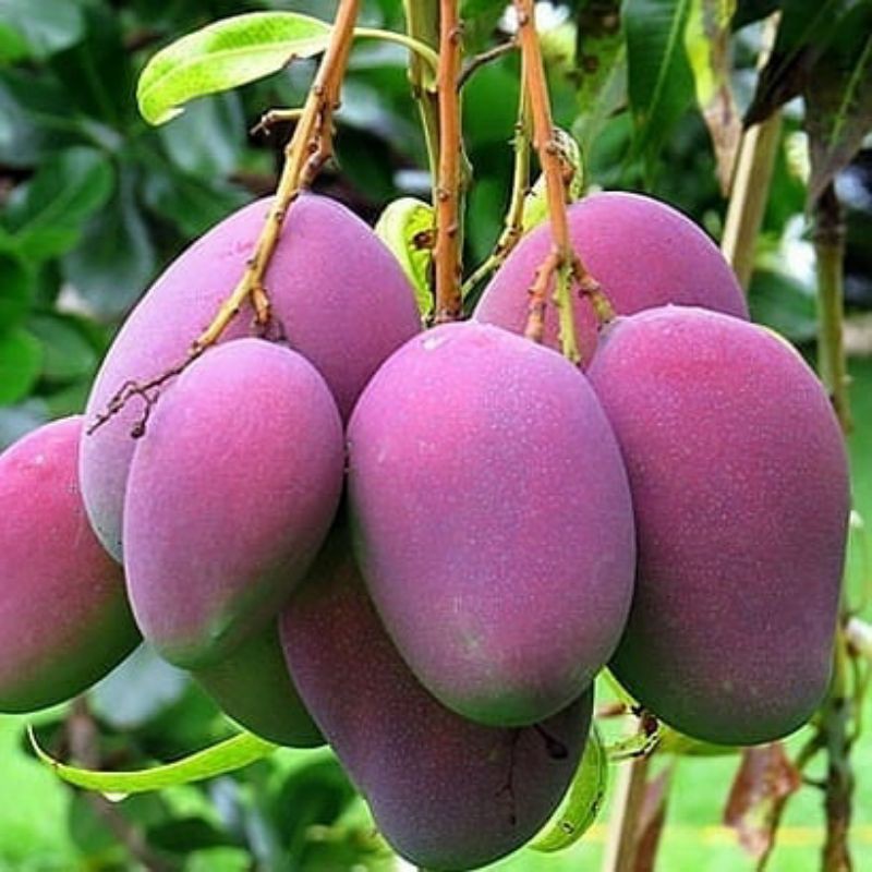Bibit buah Mangga Irwin