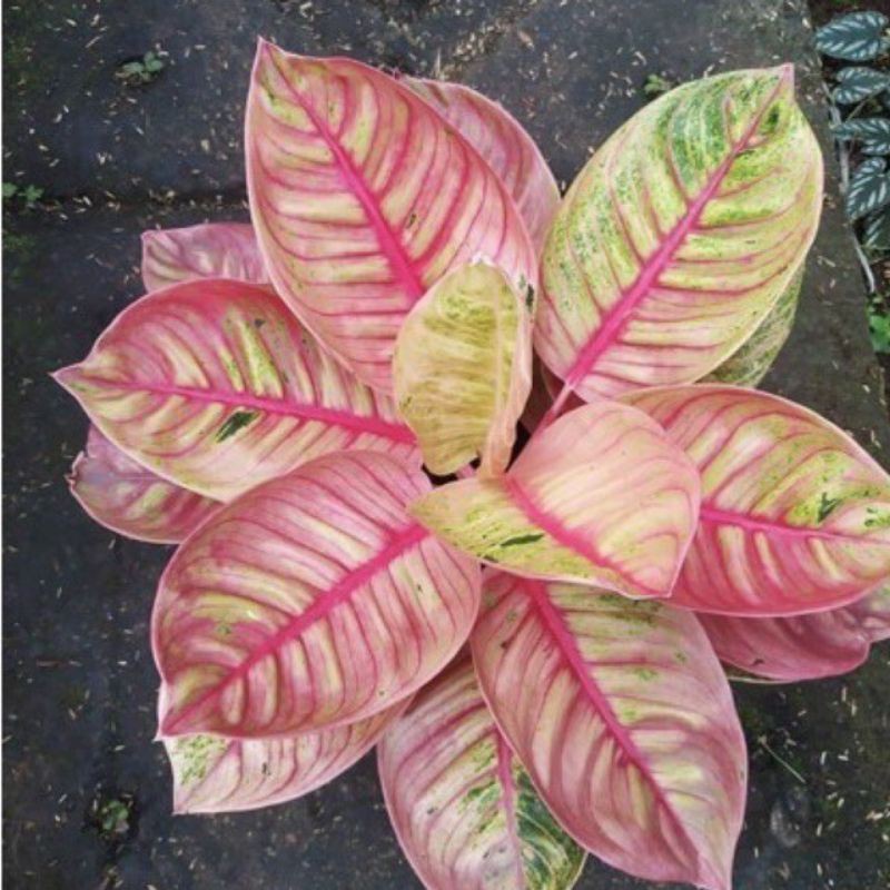 bonggolan aglonema romantic love