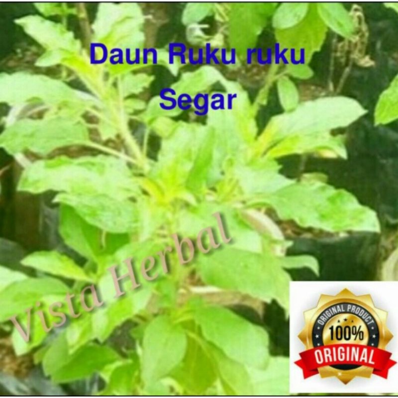 

daun ruku-ruku/tulsi segar untuk bumbu masakan