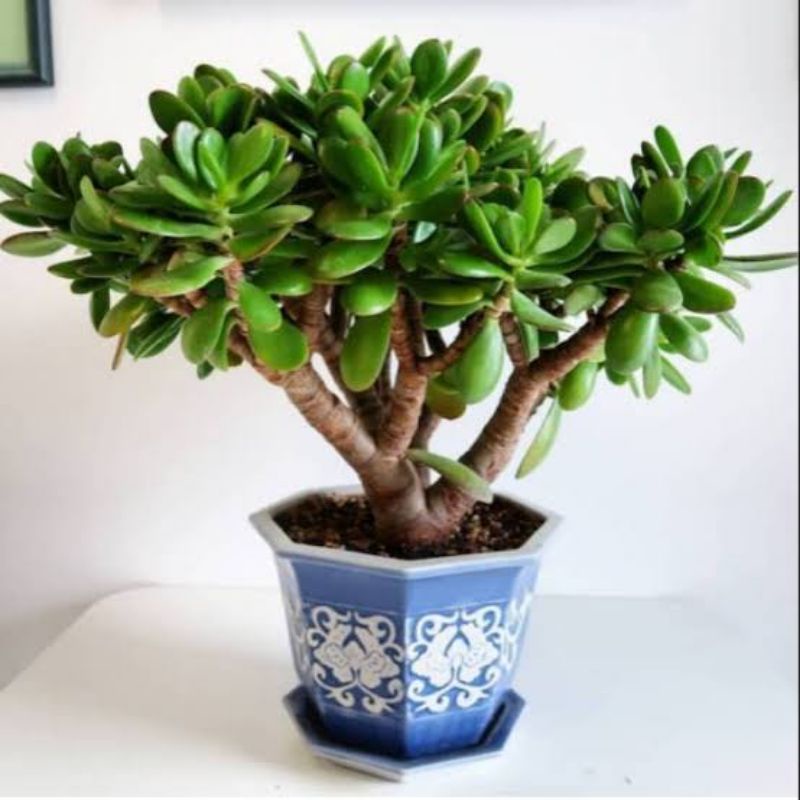 Jade Plant big size/Sukulen/Sukulen dollar