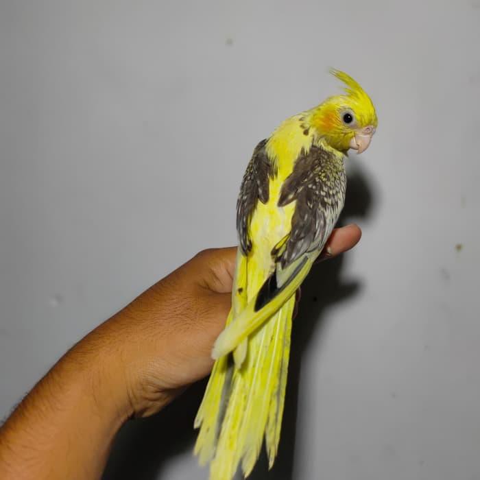 440 Koleksi Gambar Burung Falk Terbaik