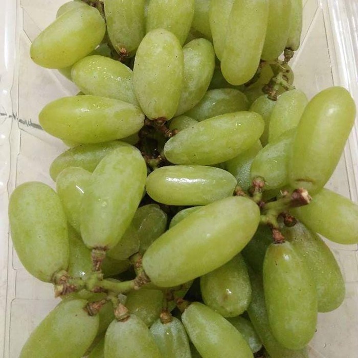 bibit anggur import banana