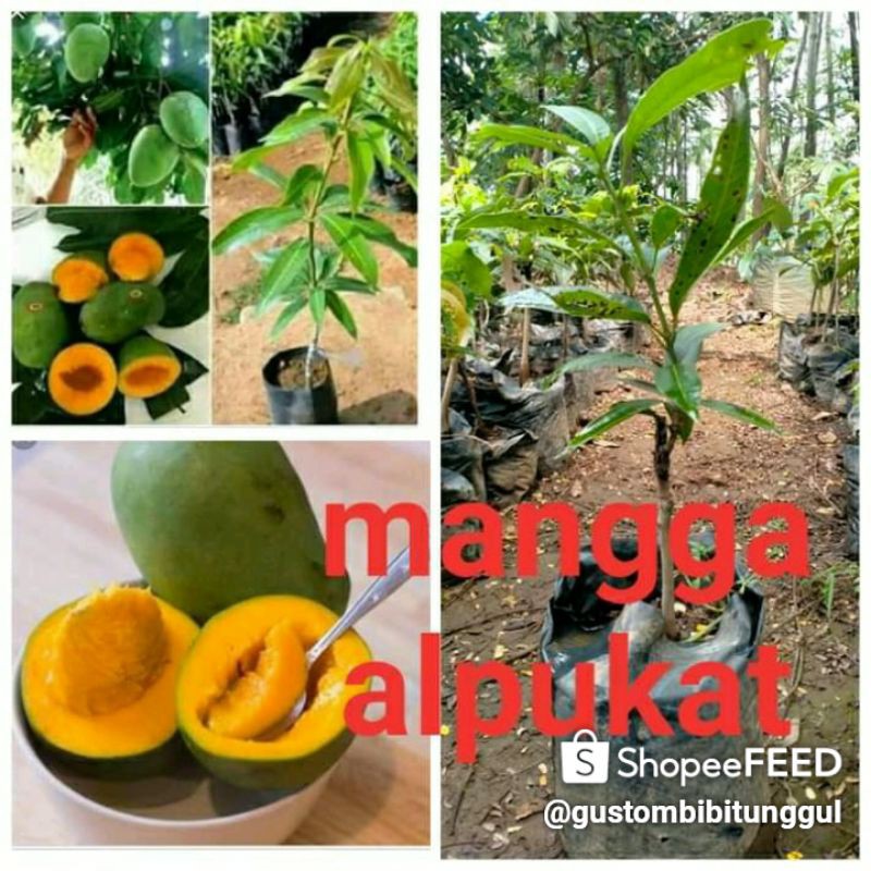 Bibit pohon mangga apokat