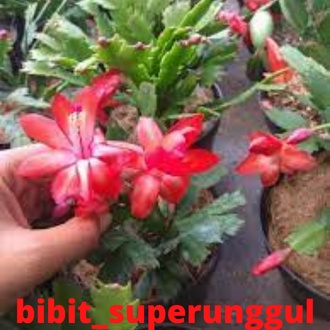 Bibit Wijaya Kusuma Asli/Bibit Tanaman Hias Wijaya Kusuma Kepiting Merah Siap Berbunga