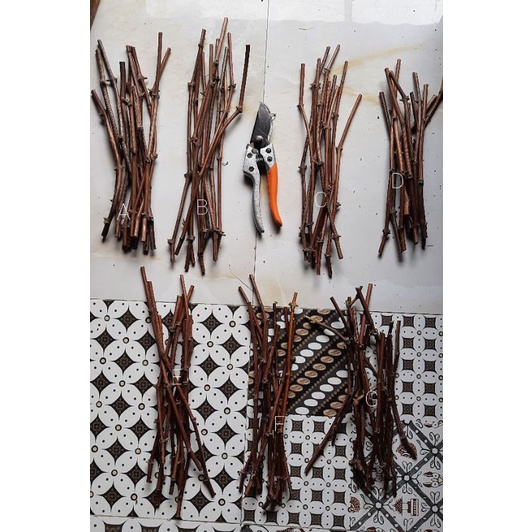 

Paket Cutting Rootstock Impor kober 5bb
